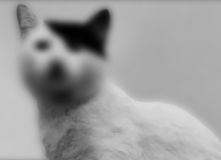 Жителя Сочи оштрафовали за мем с котом