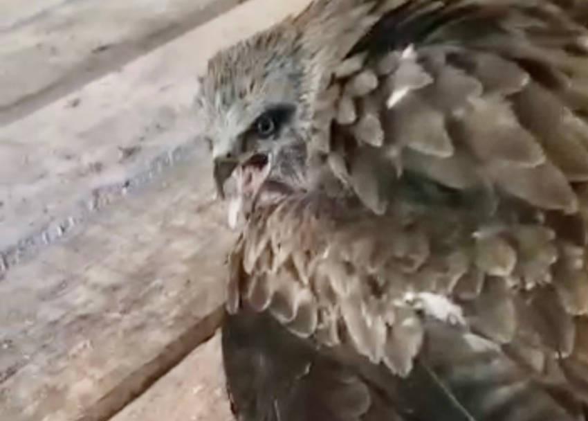 Массовое убийство перелетных птиц зафиксировали в поселке Сочи 