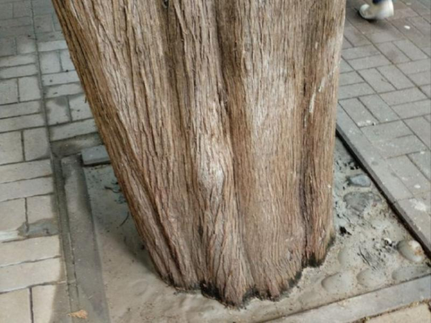 В Сочи «убивают» многовековые деревья