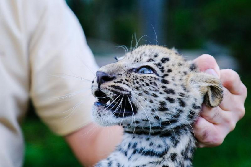 Котята леопарда в Сочи прошли свою первую вакцинацию 