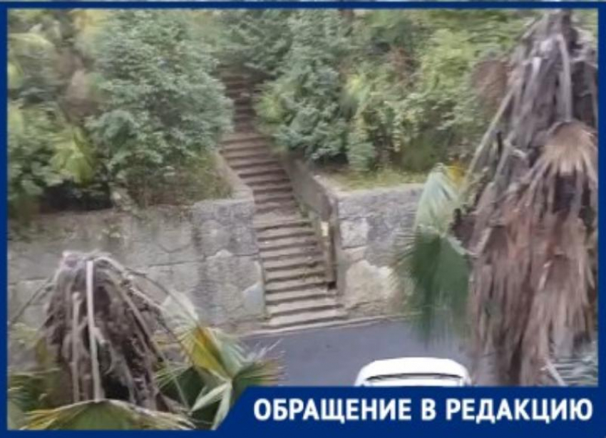 Жительница Сочи бьет тревогу из-за массовой гибели пальм