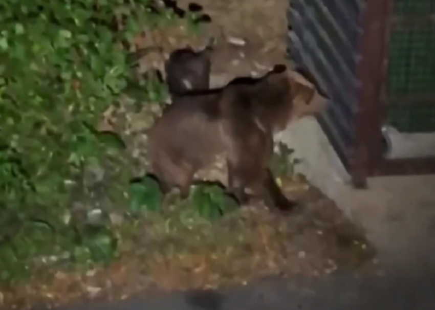  Медведи, поселившиеся в ЖК Сочи, гоняют самокатчиков и пугают прохожих