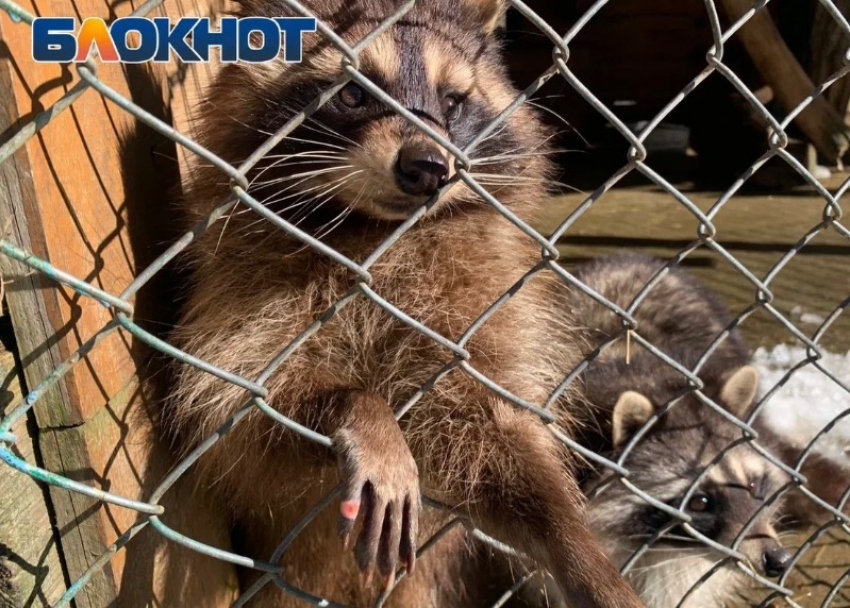 Посетительница зоопарка в Сочи рассказала об ужасных условиях содержания животных