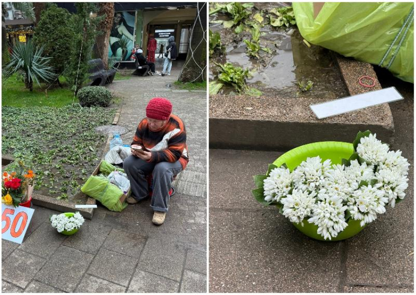 Краснокнижные первоцветы продают в Сочи прямо под носом у администрации