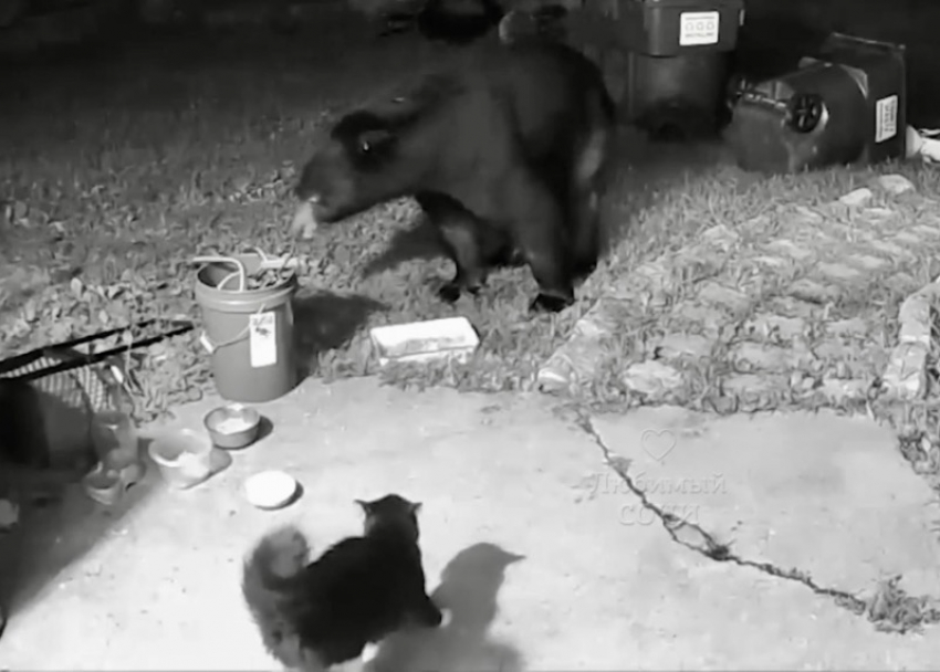 Домашний кот напугал дикого медведя в Сочи 