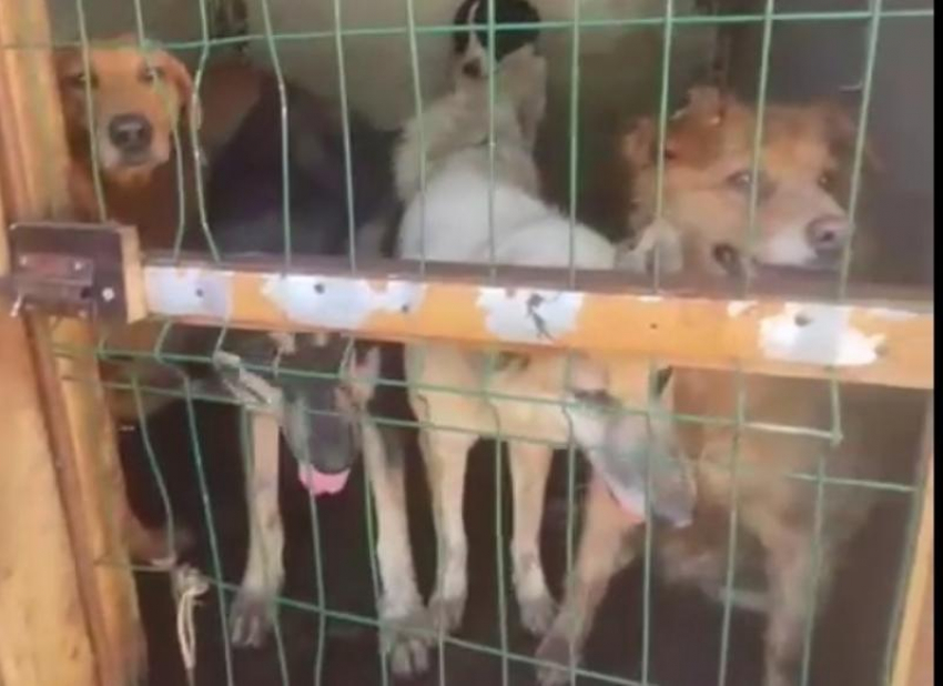 Сочинский приют «Бим» принял спасённых волонтёрами собак