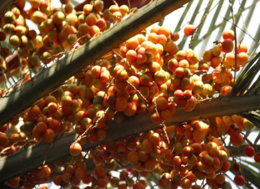 Осенние плоды созрели в парке «Дендрарий» в Сочи