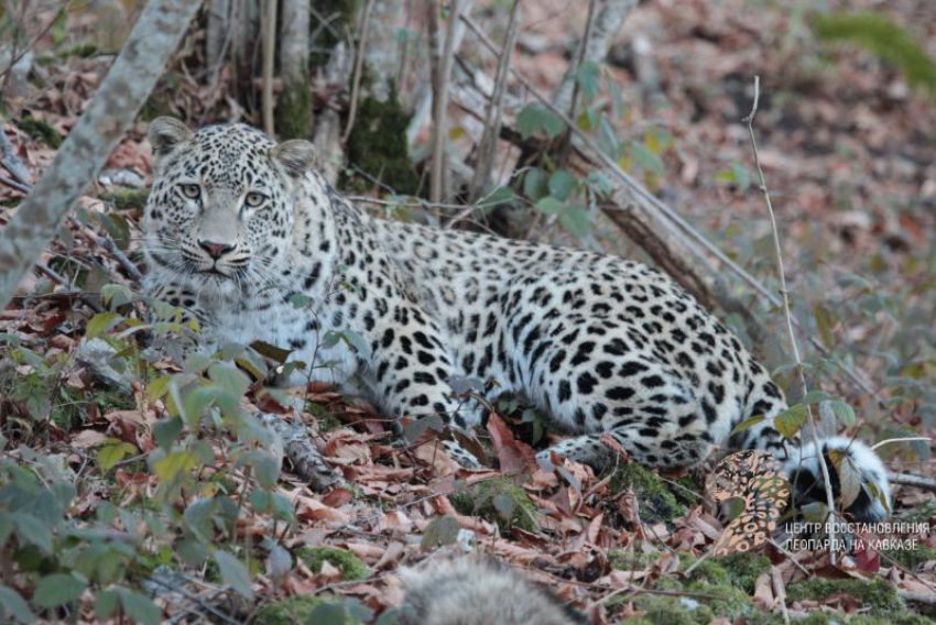 Леопарды из Сочинского Центра успешно адаптировались к диким условиям