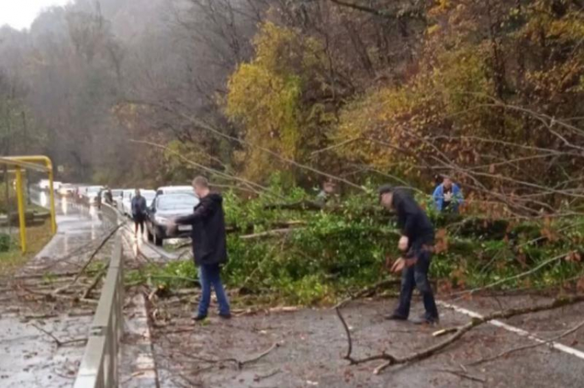 Упавшее дерево парализовало движение на дороге в Сочи