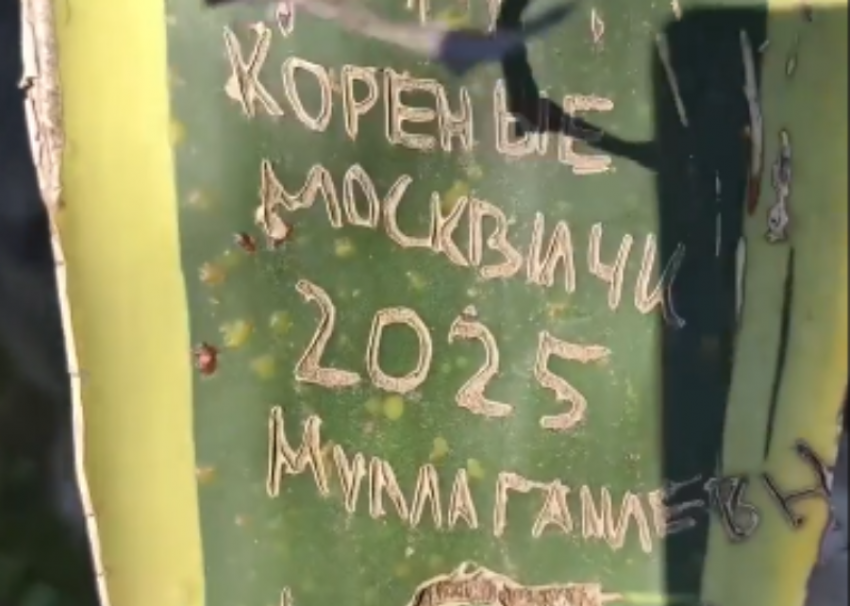 «Коренные москвичи» изуродовали растение в Абхазии 