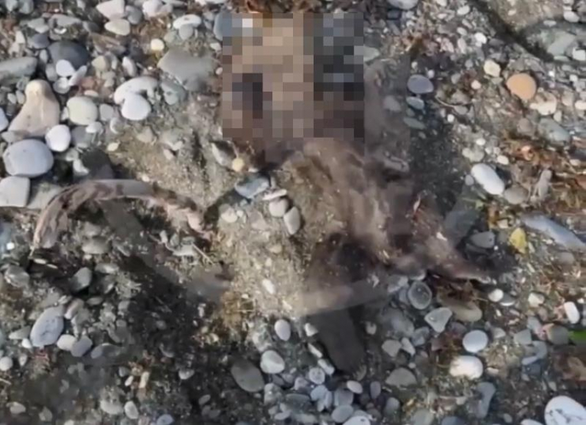 Мертвого медвежонка выбросило на пляж в Сочи 