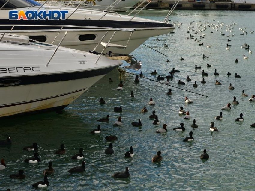 Вода в Черном море у берегов Сочи прогрелась до +14 градусов