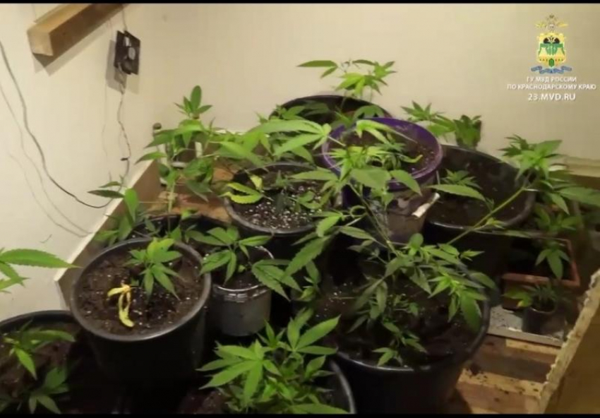 Мужчина выращивал на своём сочинском участке 61 куст марихуаны 