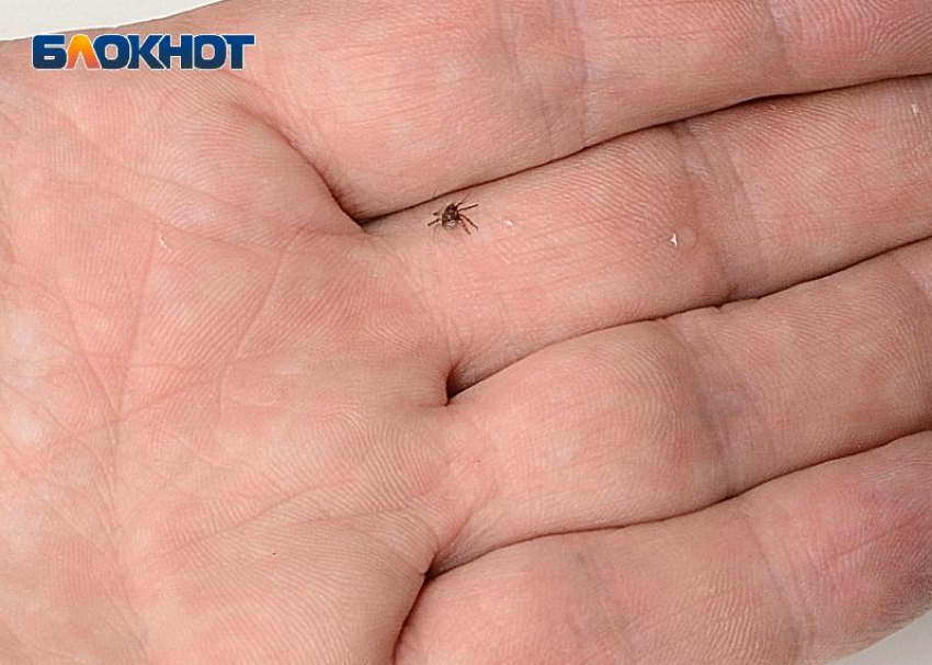Клещи атакуют жителей Сочи