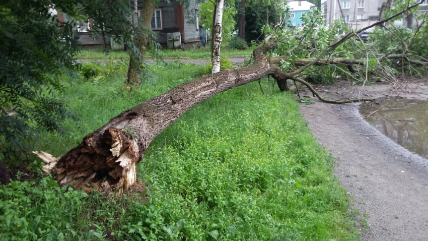 Падали деревья...