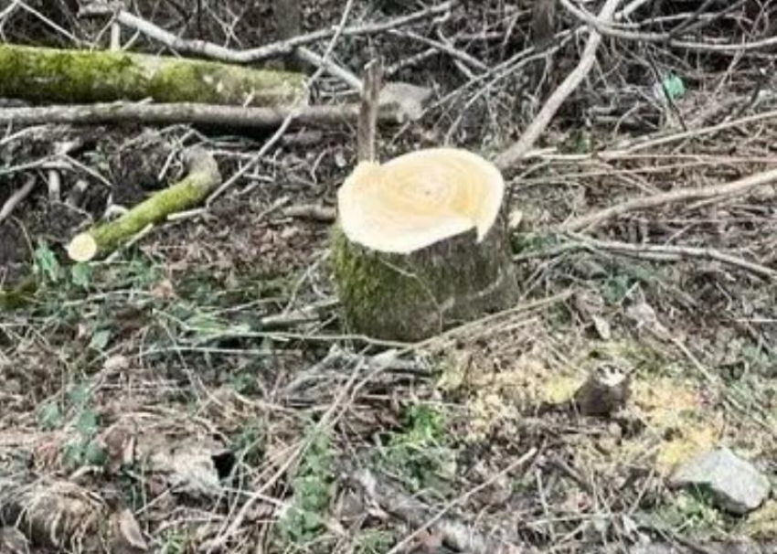 «Они угрожали проезду»: 85 ценных  деревьев вырубил житель Сочи