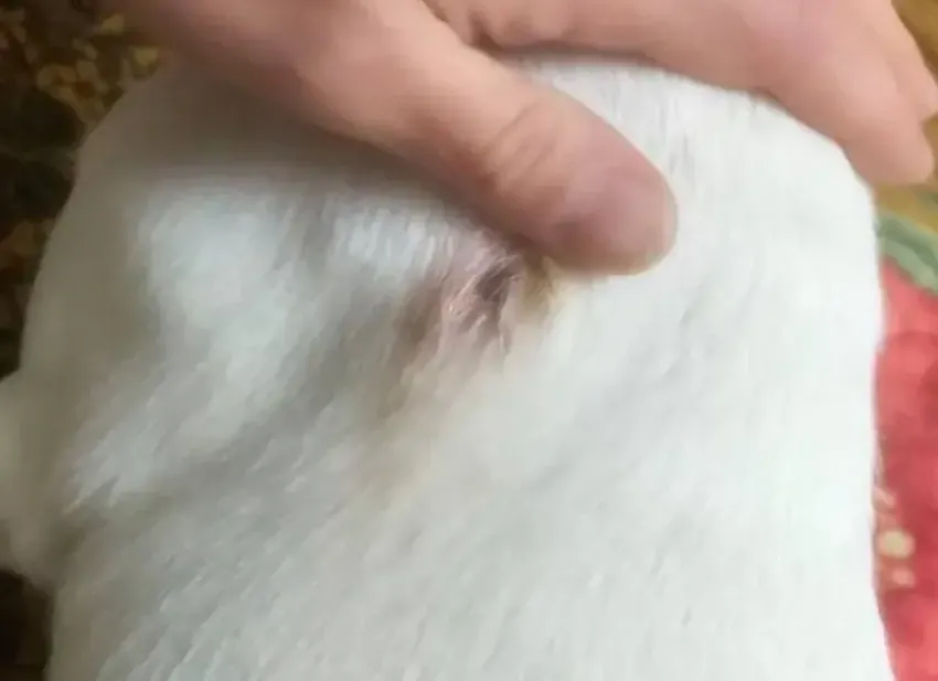 В Сочи неизвестные стреляют из «воздушки» в домашних животных