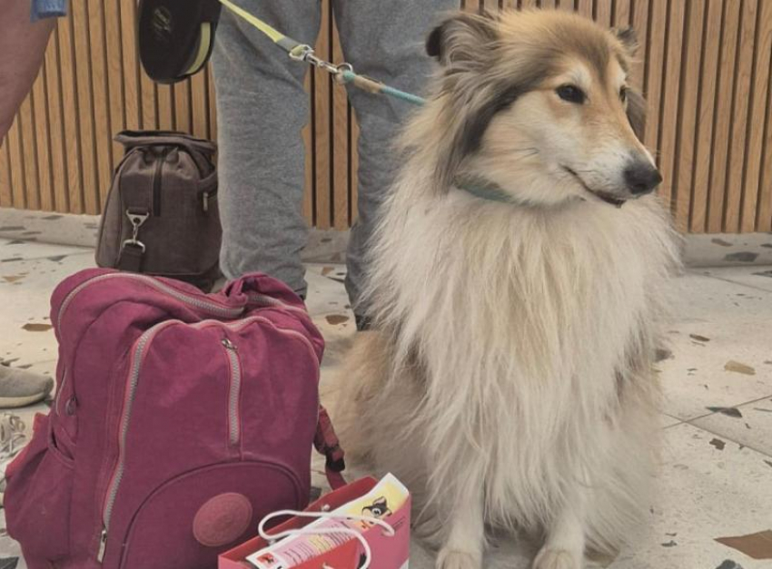 Первые сертифицированные pet-friendly отели появились в горах Сочи