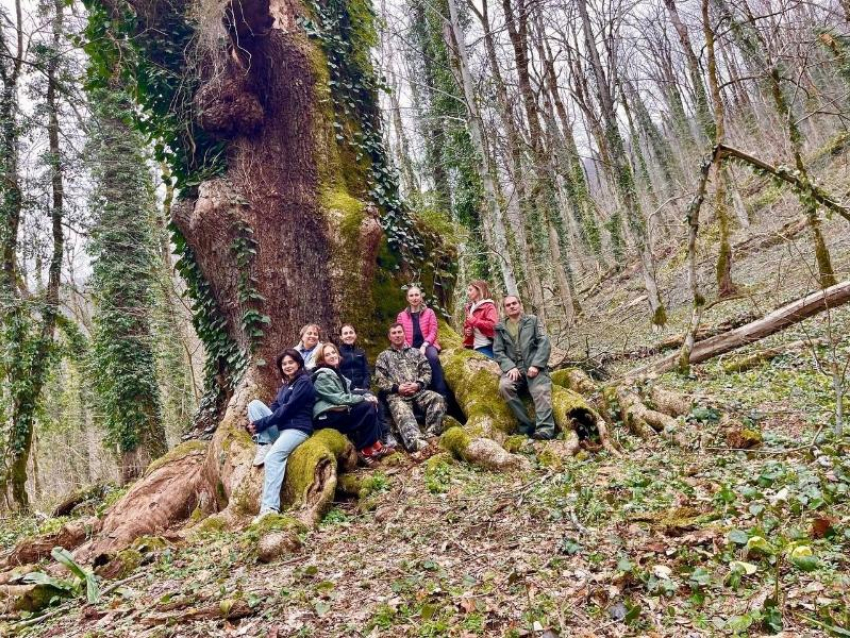 500-летний дуб погибает в нацпарке Сочи