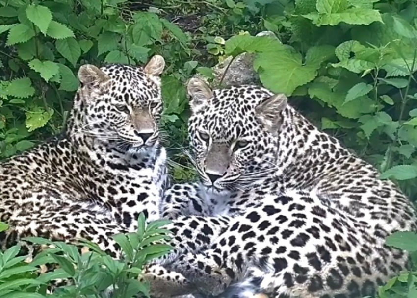 Двух котят леопарда выпустят на волю из сочинского заповедника 