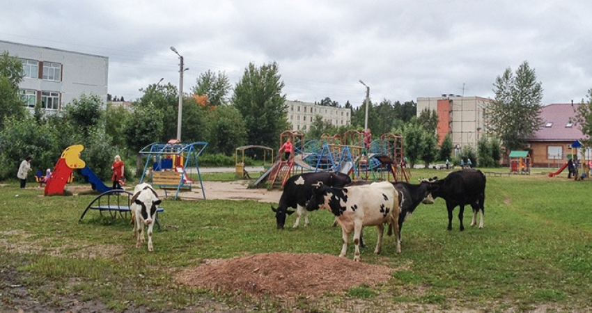 Чью человеческую жизнь спас теленок