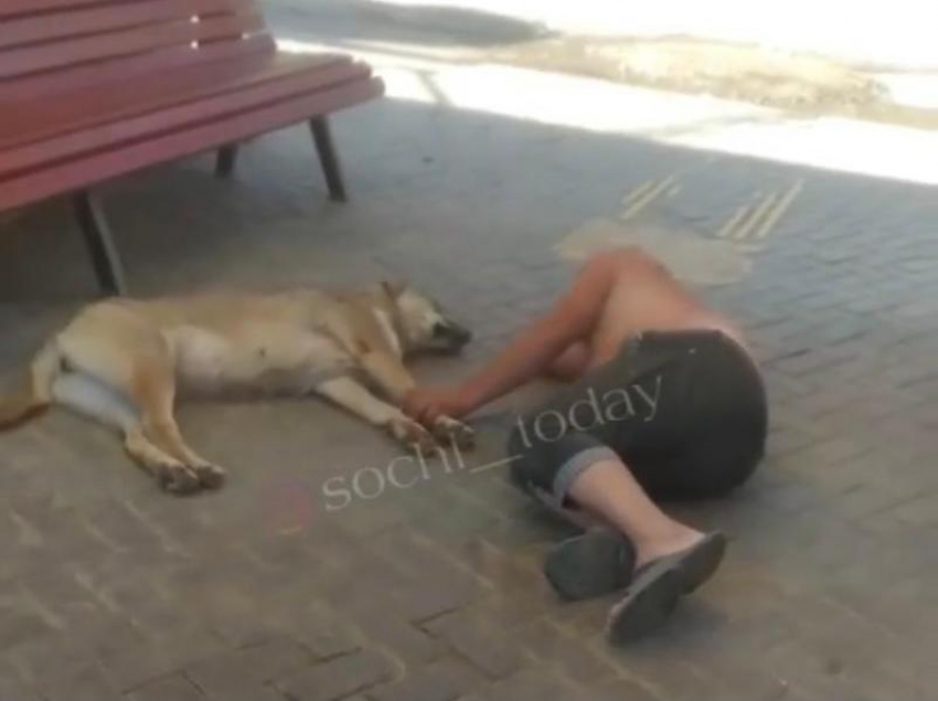 «Держи меня, не отпускай»: необычное видео о любви человека и собаки на остановке в Сочи