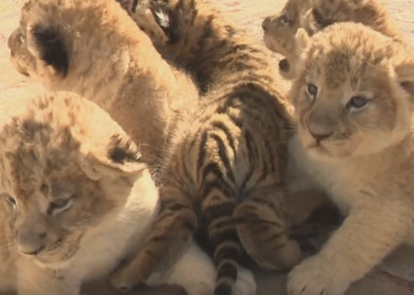 Тигрица из зоопарка Сочи отказалась от своего новорожденного детеныша