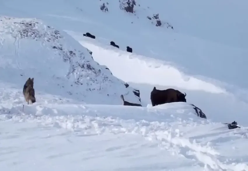 Молодые волки попытались напасть на зубренка в Кавказском заповеднике