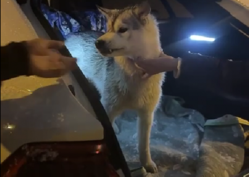 Волк, сбитый «Ласточкой» в Сочи, оказался хаски