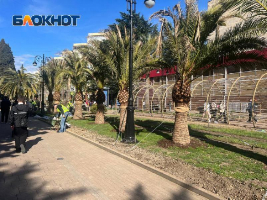 30 тысяч саженцев высадят в Сочи в 2026 году