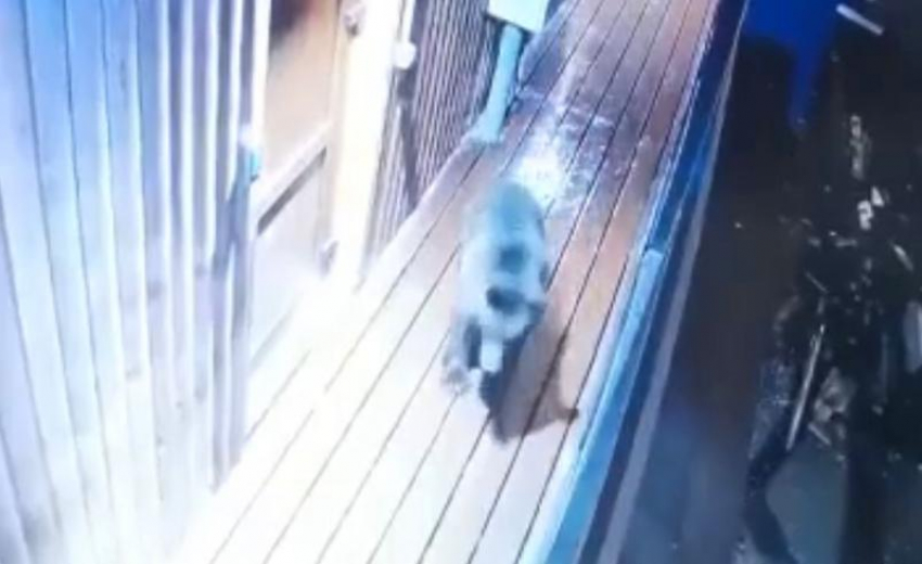 Медвежонок проник в ресторан Сочи и попал на камеру