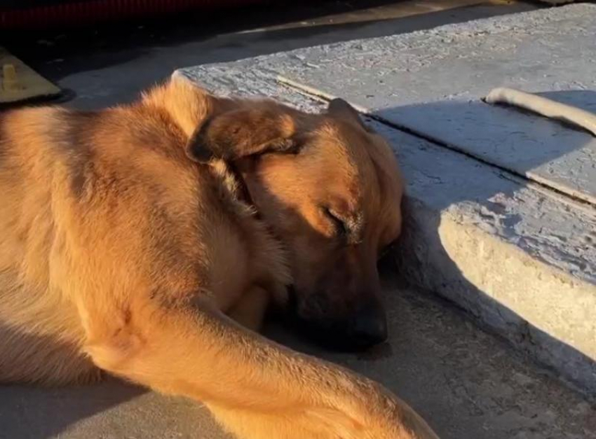 «Красиво жить не запретишь»: спящий у моря в Сочи бездомный пес покорил россиян