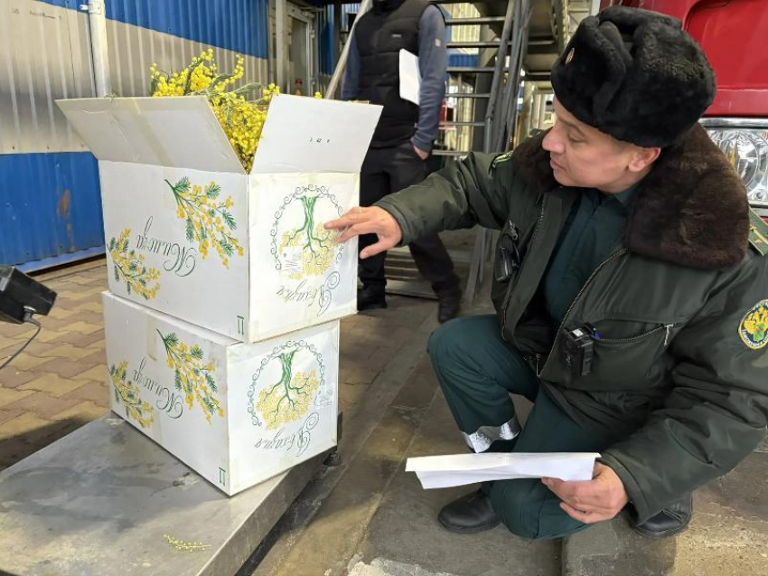 Первую партию мимозы в 120 килограмм оформили таможенники Сочи