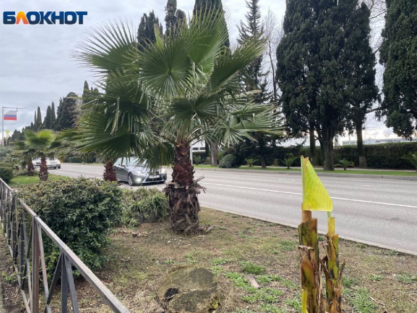 Спустя год в Сочи наконец-то очистили от мертвых деревьев знаменитую пальмовую аллею