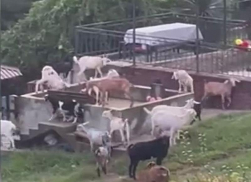 Трупы животных, крысы и перекрытый проезд: жители Сочи организовали козью ферму около кладбища