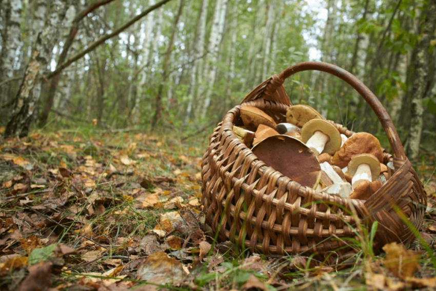 Сотрудники МЧС вынесли сочинского грибника из леса с сердечным приступом