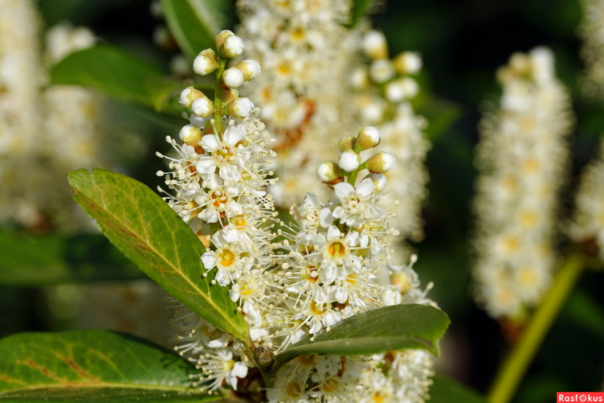 В Дендрарии зацвела лавровишня