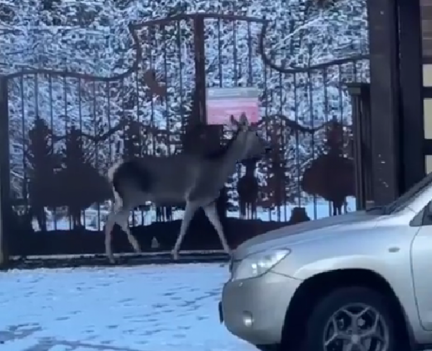 Лань не могла выбраться из построек в горах Сочи
