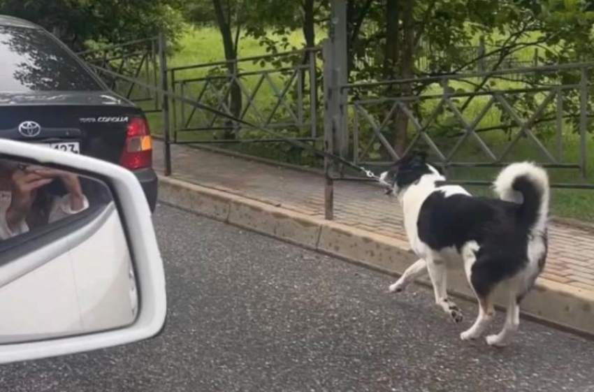 Автоледи из Сочи привязала собаку к машине и тащила за собой по дороге