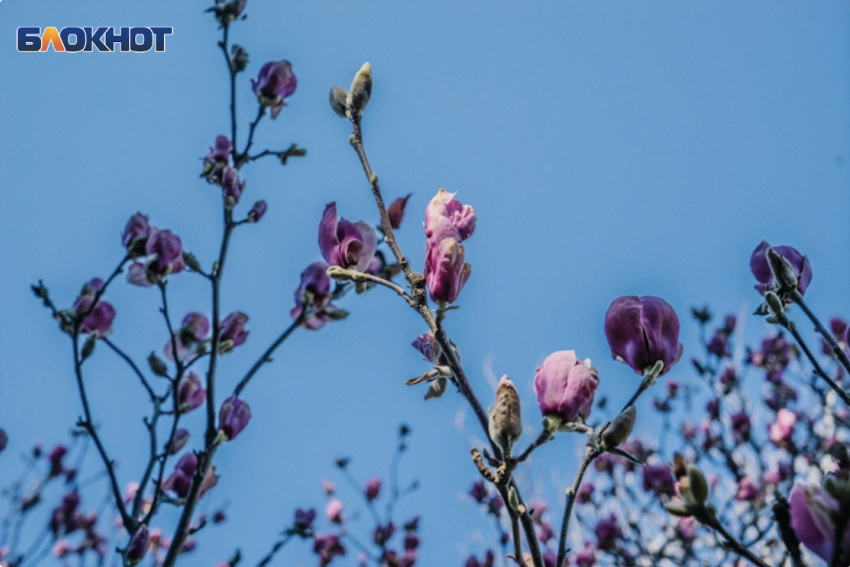 Магнолия и камелия зацвели в Сочи