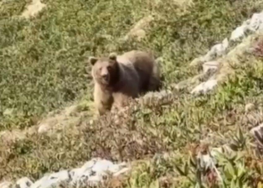 Мужчина испугался медвежонка, а женщины напугали медведя: встречи с косолапыми в Сочи продолжаются