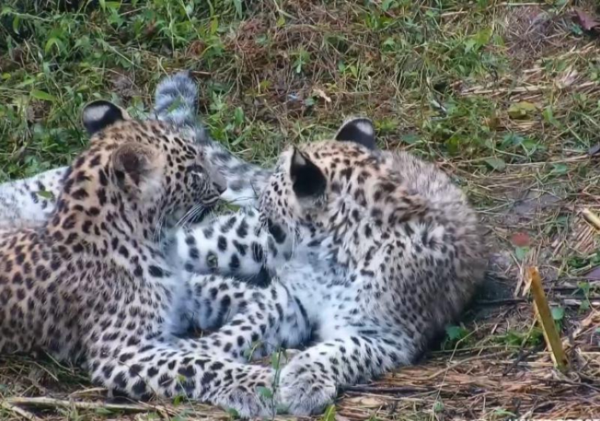 Видео с подросшими котятами переднеазиатского леопарда показали в нацпарке Сочи