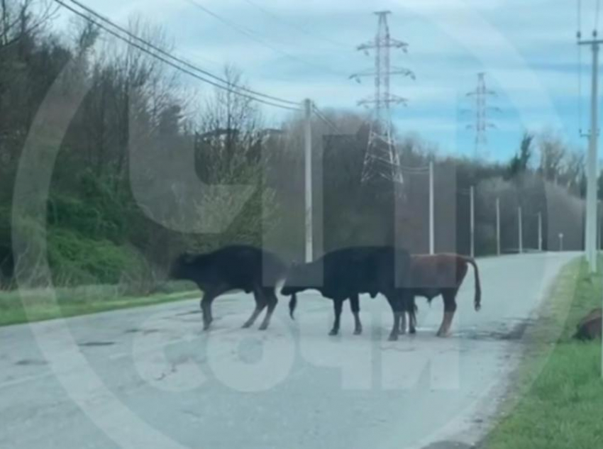 Неизвестный сбил стадо коров в Сочи и скрылся, оставив без помощи раненых животных