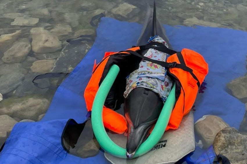 Волонтер из Сочи озвучила причину массовой гибели дельфинов в Черном море 