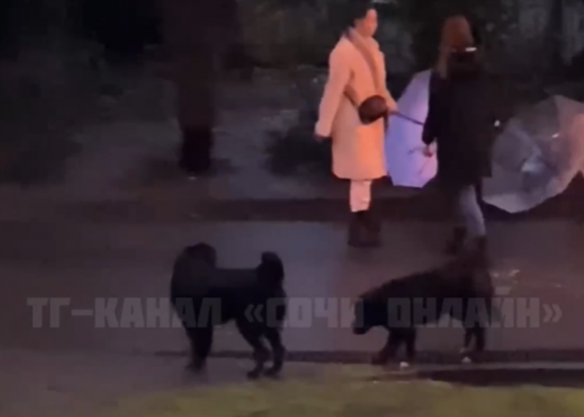 Неравнодушные девушки в Сочи спасли бездомную собаку от агрессивной стаи