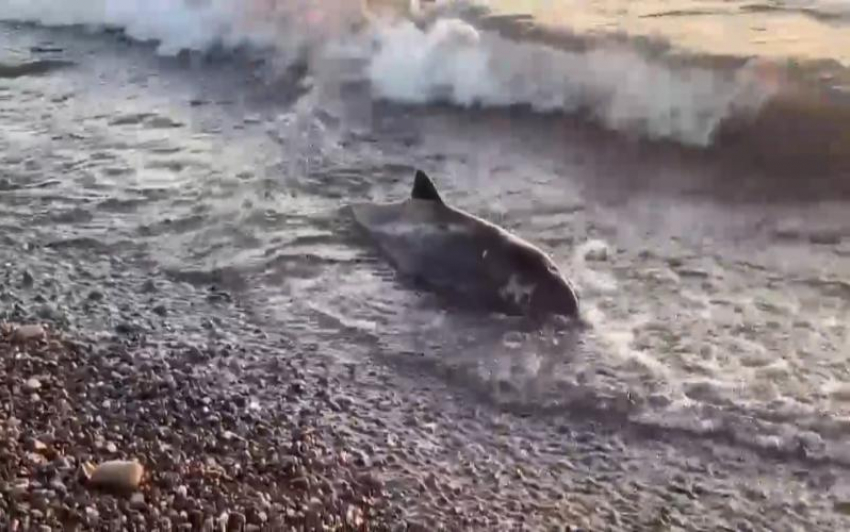 Прохожий обнаружил труп дельфиненка на центральном пляже в Сочи