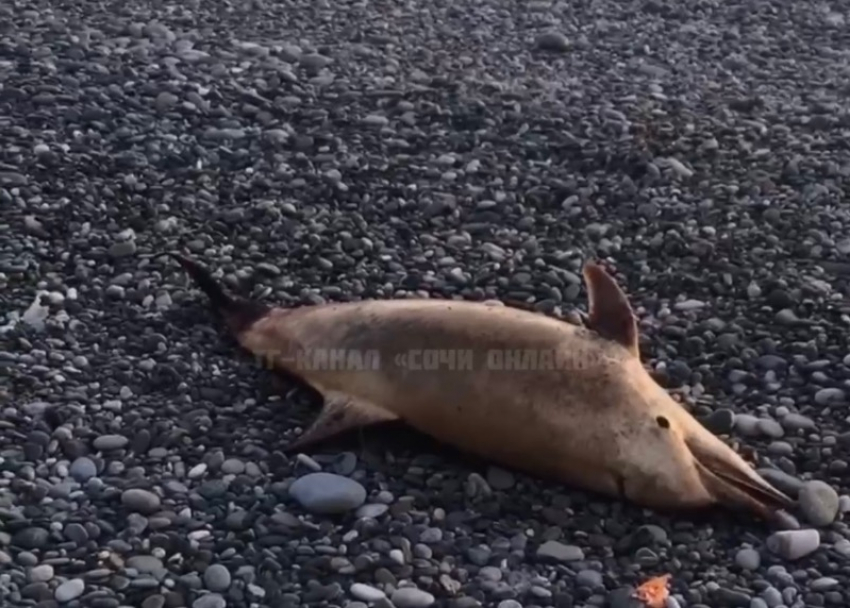 Мертвый дельфин был обнаружен на одном из пляжей Сочи 