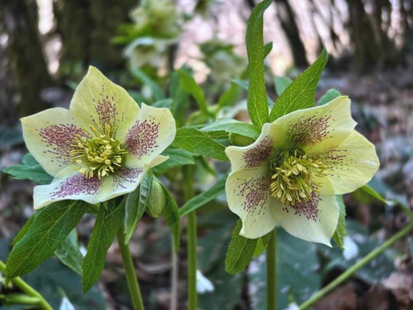 Краснокнижные растения, которые считаются предвестниками холодов, зацвели в Сочи