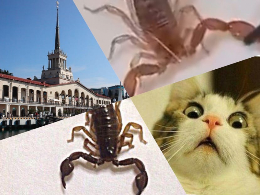 Будьте осторожны! В Сочи нашествие скорпионов: их находят в кружках и ванных комнатах 