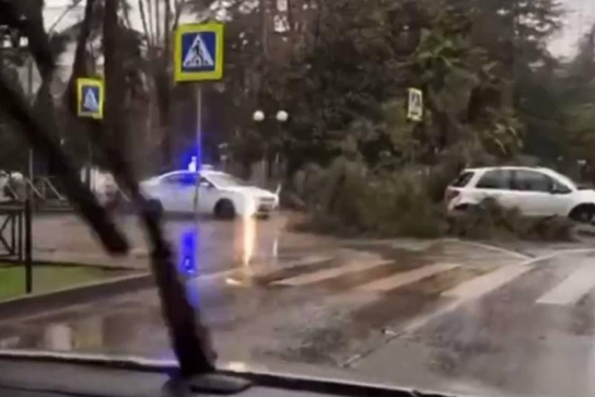 В Сочи на передвигающийся по дороге автомобиль рухнуло дерево